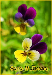   ( Viola tricolor )