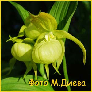    (Cypripedium macranthon f. luteum )