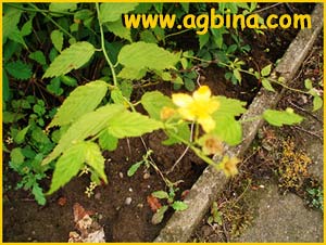   .  ( Kerria japonica var. simplex )