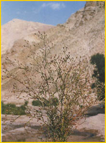    ( Chamaegeron oligocephalus ) Flore de lIran