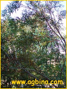   ( Eucalyptus calycogona )