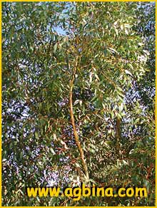   (  Eucalyptus cladocalyx )