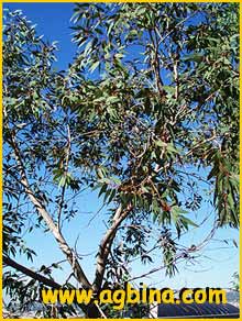   (  Eucalyptus cosmophylla )