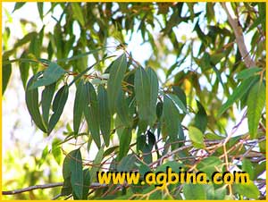    (  Eucalyptus diversicolor )