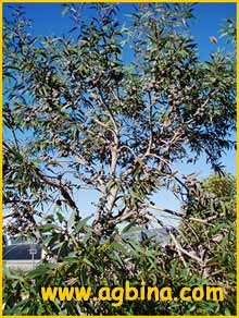    (  Eucalyptus diversifolia )