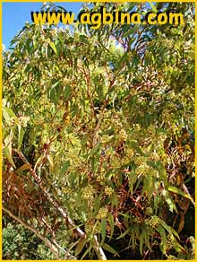   (  Eucalyptus fasciculosa )
