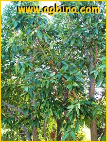   (  Eucalyptus ficifolia )