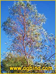   (  Eucalyptus gracilis )
