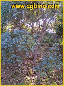    (  Eucalyptus gunnii )