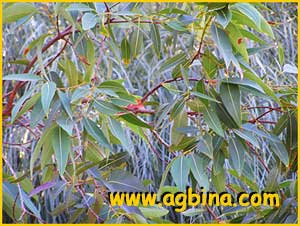     (  Eucalyptus intermedia )