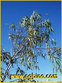   ( Eucalyptus lesouefii )