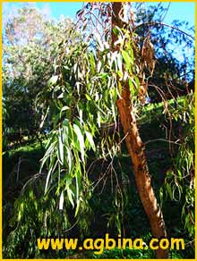   ( Eucalyptus loxophleba )