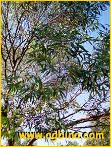   ( Eucalyptus macrandra )