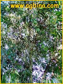   ( Eucalyptus maculata )