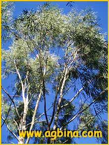   ( Eucalyptus melliodora )