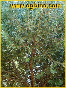    ( Eucalyptus platypus var. heterophylla )