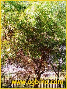   ( Eucalyptus  redunca var. melanophloia )