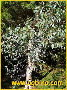    ( Eucalyptus  rubida )