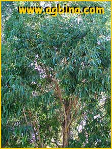   ( Eucalyptus  rudis )