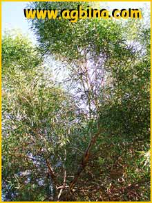  ( Eucalyptus  salubris )