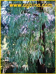    ( Eucalyptus  sideroxylon )