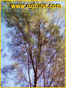    ( Eucalyptus  spathulata )