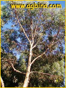    ( Eucalyptus  wandoo )