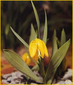   ( Fritillaria aurea )