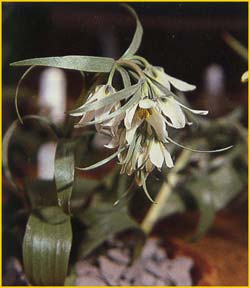     ( Fritillaria bucharica )