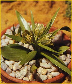   /  ( Fritillaria crassifolia / kurdica )