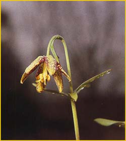   ( Fritillaria lanceolata )