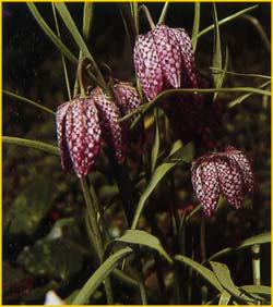   ( Fritillaria meleagris )