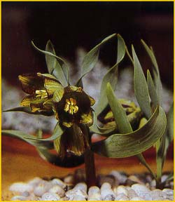     ( Fritillaria nobilis  )