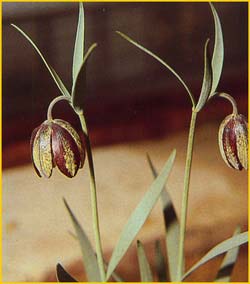   ( Fritillaria orientalis )