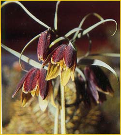   ( Fritillaria ruthenica )