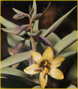   ( Fritillaria sewerzowii )