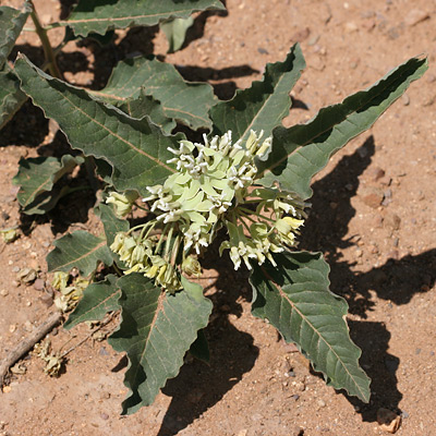 /  ( Asclepias nyctaginifolia )