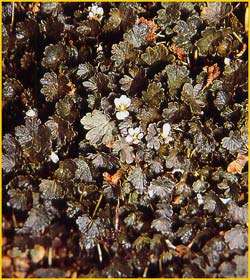    ( Geranium sessiliflorum var. nigricans )