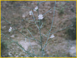   .  ( Cichorium intybus var. albus ) Flore de lIran
