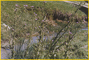    ( Cirsium alatum ) Flore de lIran 