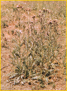   .   ( Cirsium arvense var incanum ) Flore de lIran 