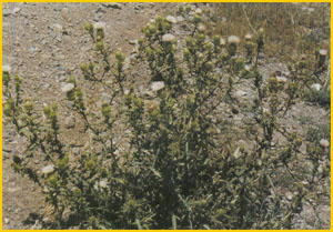   .   ( Cirsium ciliatum ssp. ciliatum ) Flore de lIran 
