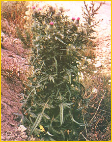     ( Cirsium hydrophilum ) Flore de lIran