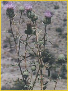     ( Cirsium strigosum ) Flore de lIran