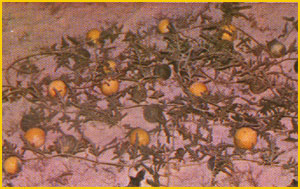    ( Citrullus colocynthis ) Flore de lIran 