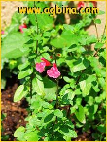 Шалфей мелколистный ( Salvia microphylla )