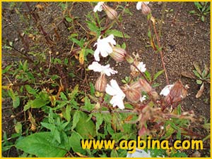   .   ( Silene latifolia ssp. alba )