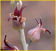   ( Streptanthus cordatus var. piutensis )