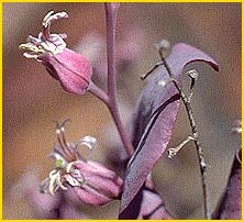   ( Streptanthus farnsworthianus )