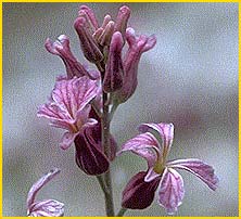   ( Streptanthus fenestratus )